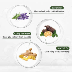 Dầu gội Weilaiya Gừng Hà Thủ Ô Luxury – Làm sạch dịu nhẹ, kích thích mọc tóc & chống lão hoá da đầu